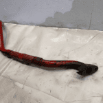 CUMMINS ISX15 DIESEL ENGINE TURBOCHARGER OIL DRAIN TUBE 3686636 OEM - 108$ Picture 1 of 4 Picture 2 of 4 Picture 3 of 4 Picture 4 of 4 Picture 1 of 4 Picture 2 of 4 Picture 3 of 4 Picture 4 of 4