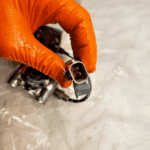 Cummins ISX Diesel Engine VALVE SOLENOID 3686371 SHUT OFF VALVE 5308313 OEM - 243$ Picture 1 of 6 Picture 2 of 6 Picture 3 of 6 Picture 4 of 6 Picture 5 of 6 Picture 6 of 6 Picture 1 of 6 Picture 2 of 6 Picture 3 of 6