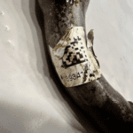 Cummins ISB QSB Diesel Engine Industrial Oil Filler Tube 3934130 OEM - 238.5$ Picture 1 of 5 Picture 2 of 5 Picture 3 of 5 Picture 4 of 5 Picture 5 of 5 Picture 1 of 5 Picture 2 of 5 Picture 3 of 5 Picture 4 of 5